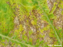 downy mildew